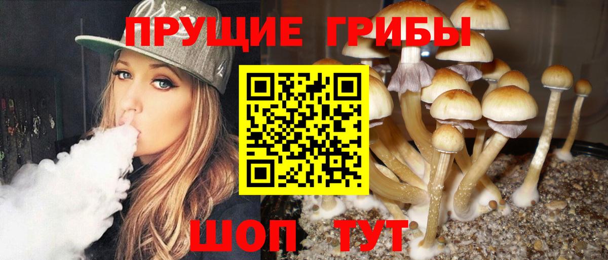 Саяногорск  Псилоцибиновые грибы Psilocybine cubensis  Вход с VPN 